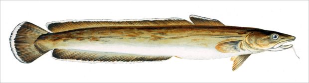 Lengfisch