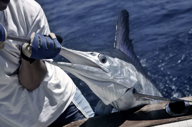 Marlin fischen auf Mauritius