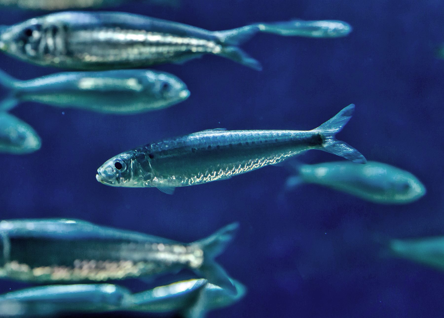 Sardine Steckbrief | Simfisch.de – Angeln und Outdoor!
