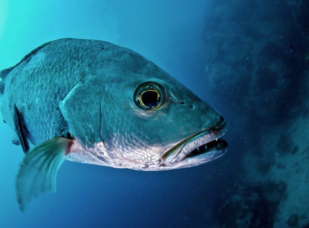 Cubera Snapper