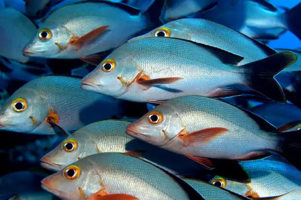 Snapper