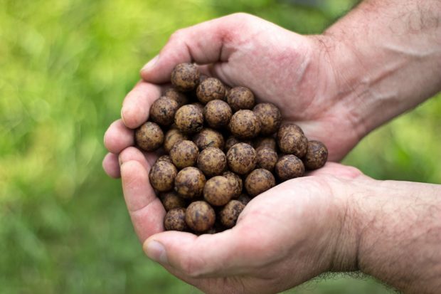 Boilies mit Knoblauch-Aroma