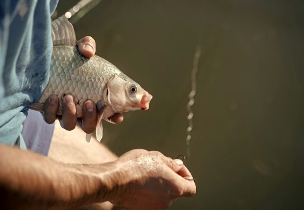 Friedfisch-Angeln