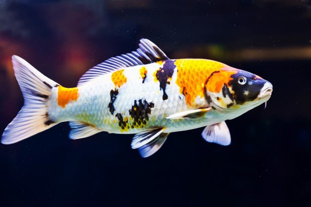 Koi-Karpfen