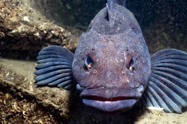 Lengfisch