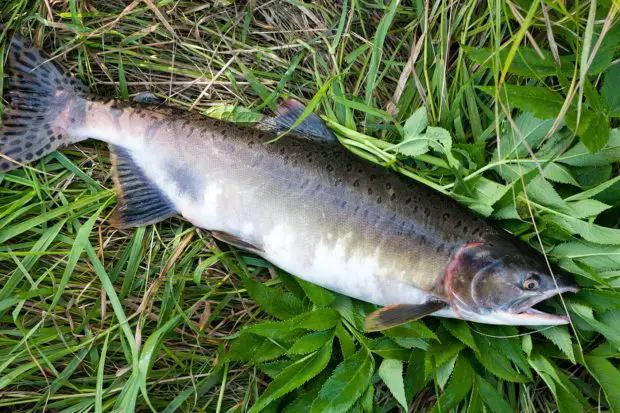 Buckellachs (Oncorhynchus gorbuscha)