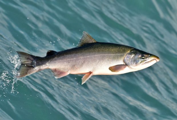 Seilberlachs (Oncorhynchus kisutch)