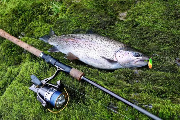 Regenbogenforelle (Oncorhynchus mykiss)