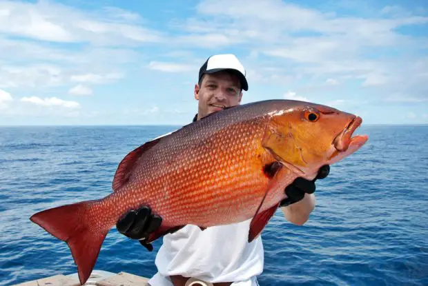 Red Snapper