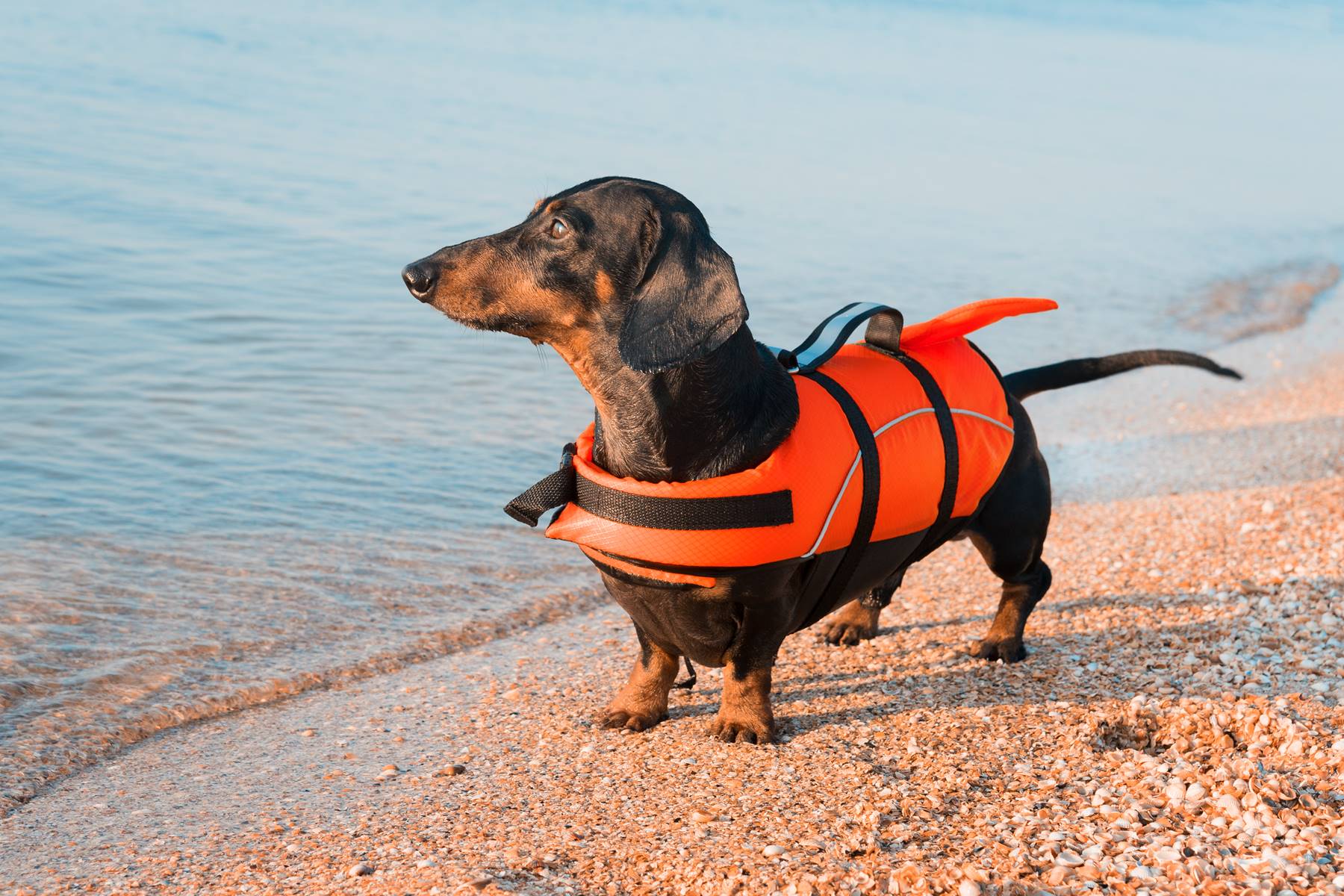 Rettungsweste Schwimmweste für Haustiere reflektierend größenverstellbar mit Rettungsgriff Rettungsweste für Hunde
