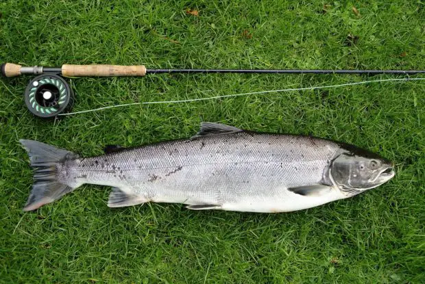 Atlantischer Lachs (Salmo salar)