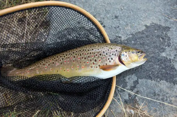 Bachforelle (Salmo trutta fario)