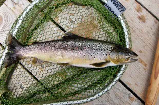 Seeforelle (Salmo trutta lacustris)