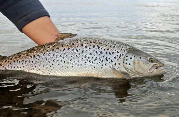 Meerforelle (Salmo trutta trutta)