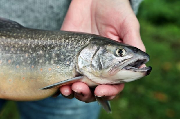 Bachsaibling (Salvelinus fontinalis)