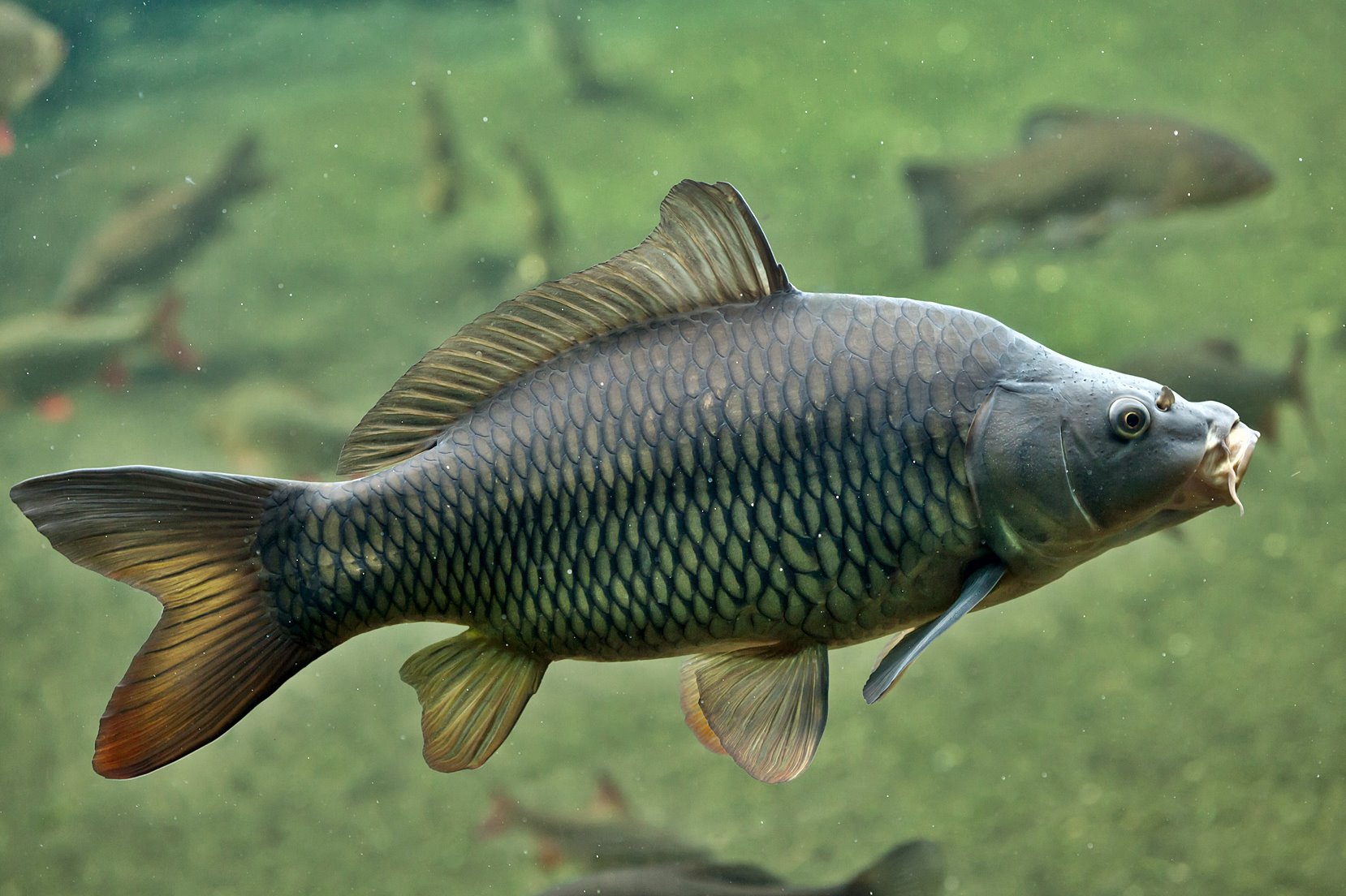 Karpfenarten: Infos über Herkunft und spezifische Merkmale | Simfisch.de
