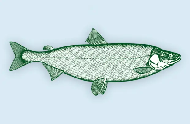 Weißlachs (Stenodus leucichthys)