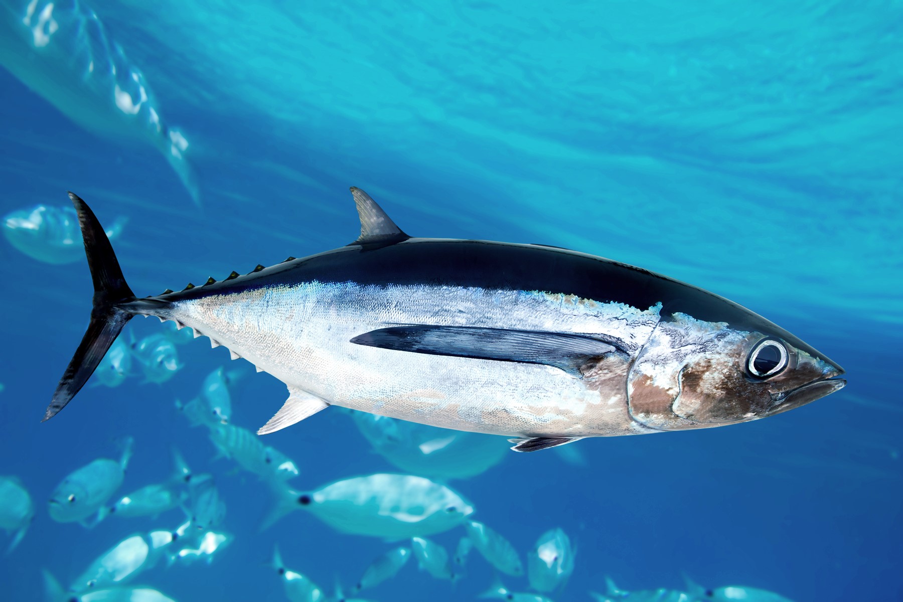 Thunfische: Alle Informationen zu begehrten Speisefischen | Simfisch.de