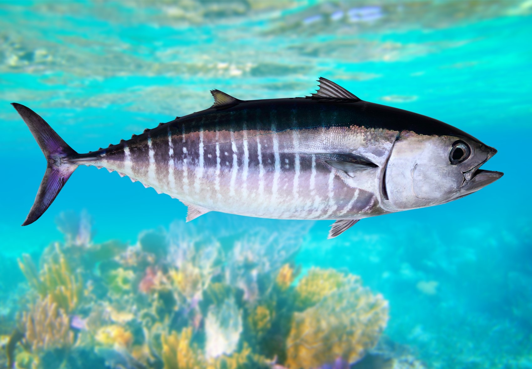 Thunfische: Alle Informationen zu begehrten Speisefischen | Simfisch.de