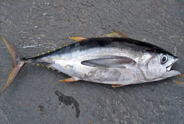 Großaugen-Thunfisch (Thunnus obesus)