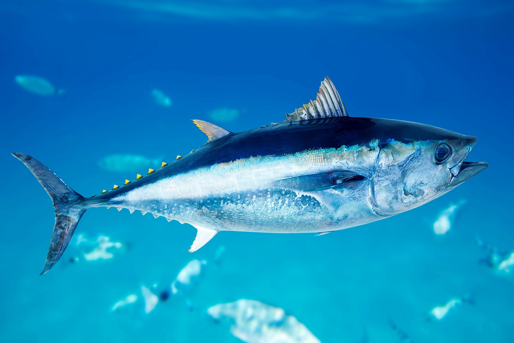 Thunfische: Alle Informationen zu begehrten Speisefischen | Simfisch.de