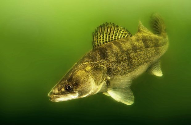 Zander im trüben Wasser