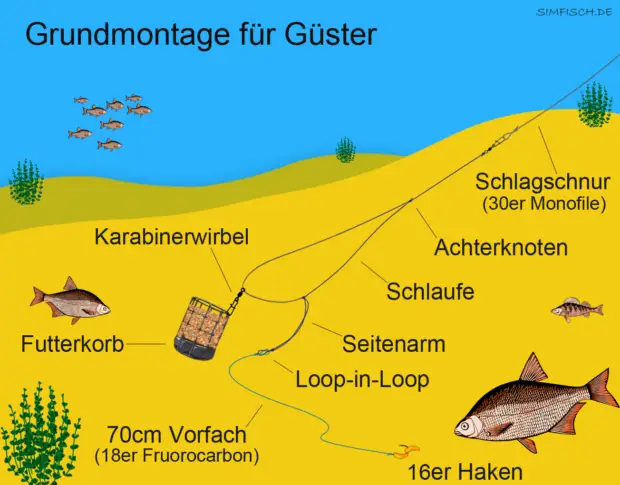 Güster angeln mit Grundmontage