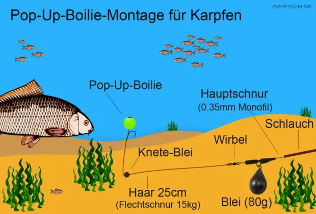 Pop-Up-Boilie-Montage für Karpfen