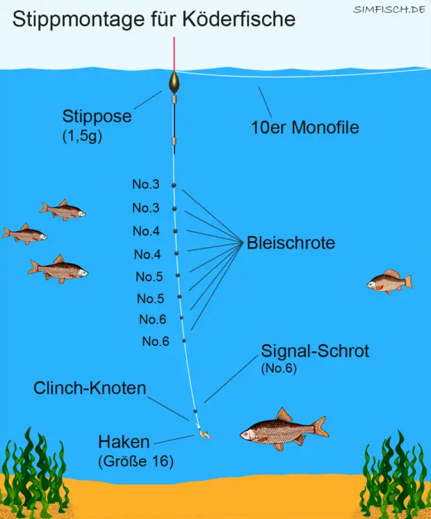 Stippmontage für Köderfische