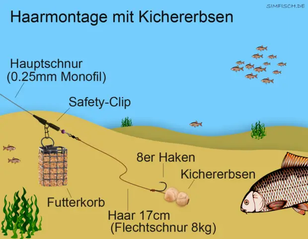 Grundangeln mit Kichererbsen