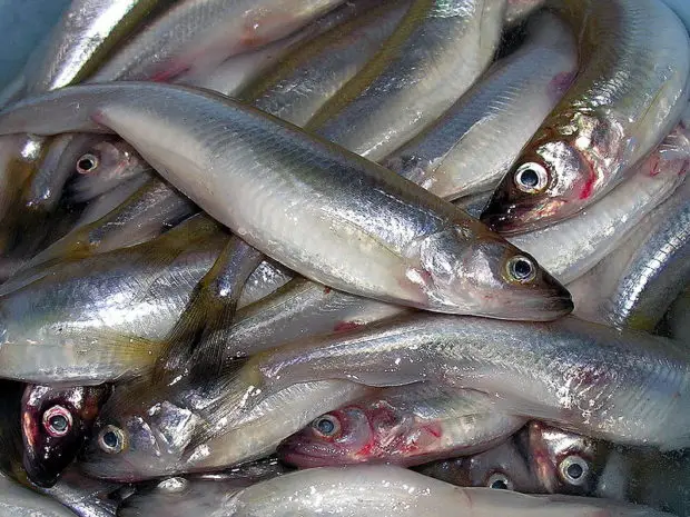 Gefangene Stinte