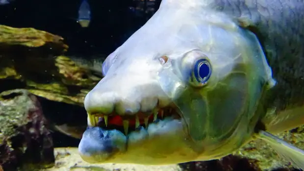 Tigerfisch