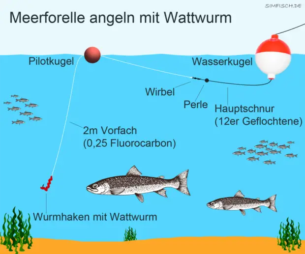 Meerforelle angeln mit Wattwurm und Wasserkugel
