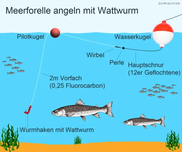 Wattwurm mit Wasserkugel