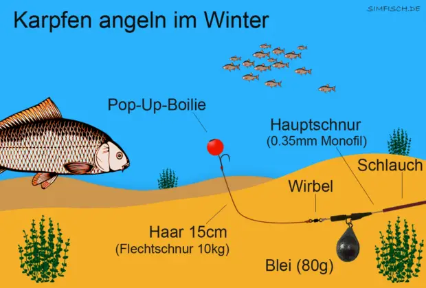 Montage für Karpfenangeln im Winter