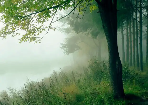 Nebel am Wasser