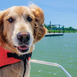 yacht test rettungswesten