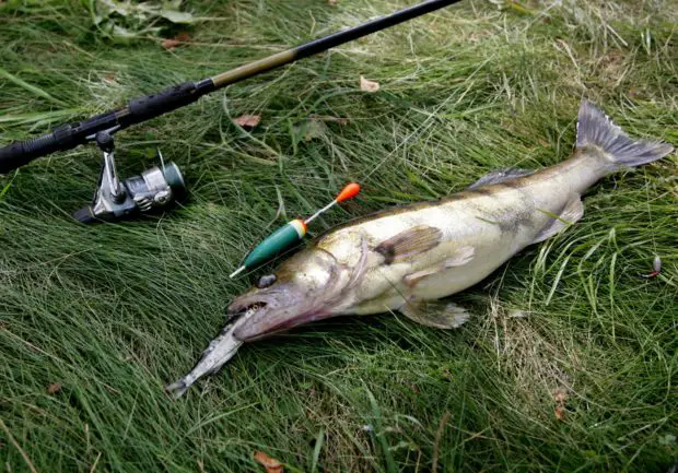 Zander angeln mit Köderfisch und Pose