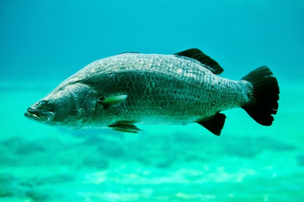 Barramundi