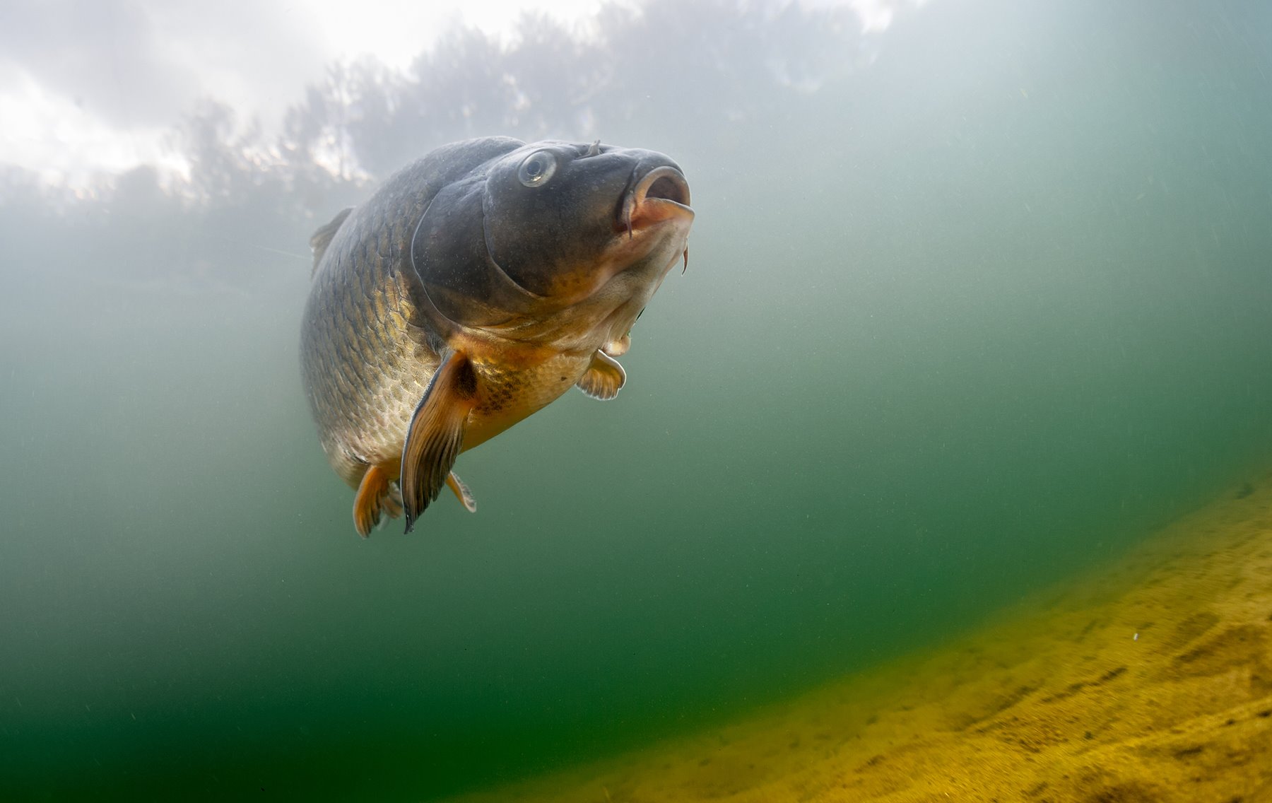 Karpfen: Alles über den Fisch | Simfisch.de – Angeln und Outdoor!