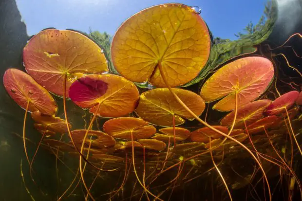 Wasseroberfläche
