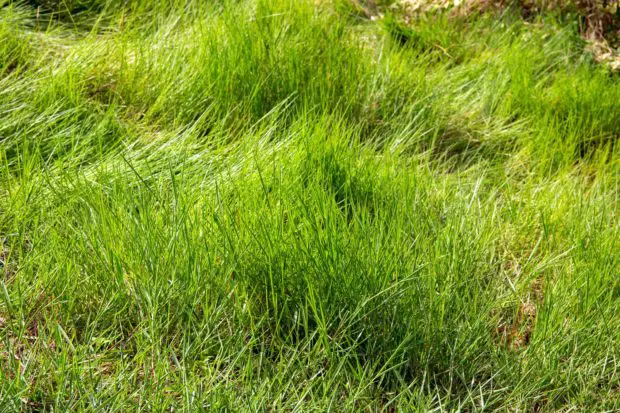 Grass