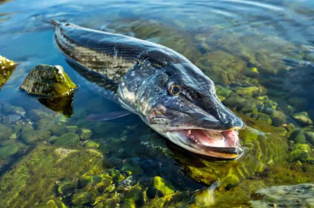 Angeln auf Brackwasser-Fische