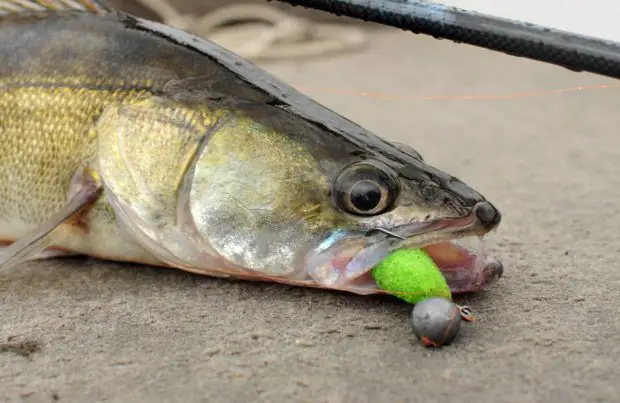 Fischköder aus Schaumstoff (Porolonka)