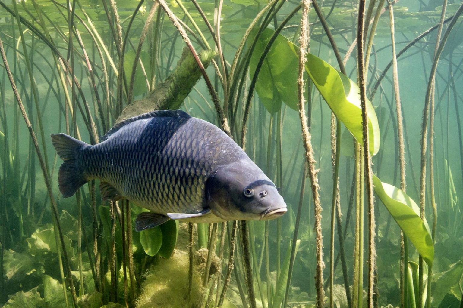Karpfen: Alles über den Fisch | Simfisch.de