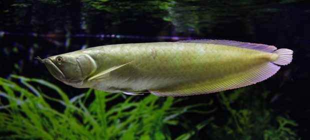 Arowana