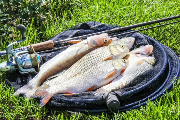 Fische, gefangen im Fluss