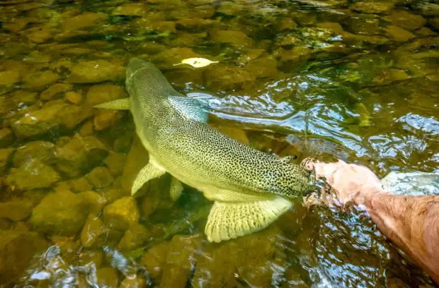 Fliegenfischen in Grönland