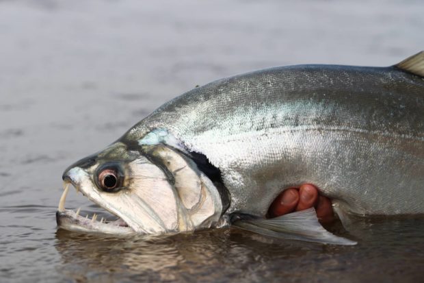 Vampirfisch