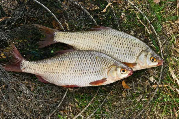 Rotfeder (typischer Weißfisch)
